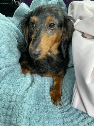 Annie