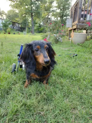 Annie
