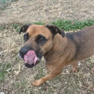 Stella