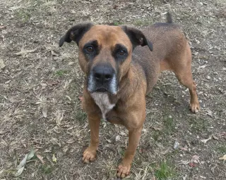 Stella