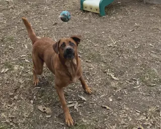 Cinnamon