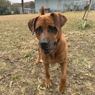 Cinnamon