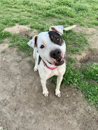 DELILAH(terrier)