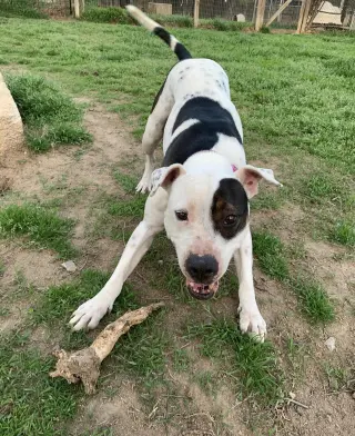 DELILAH(terrier)