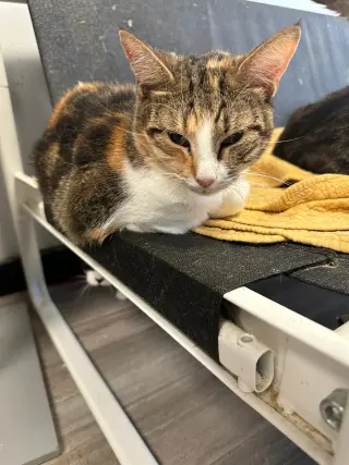 Penelope