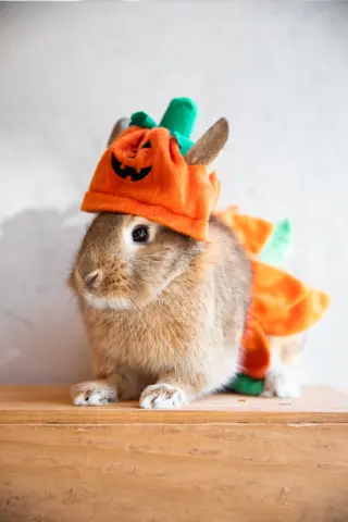 Tater Swift