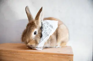 Tater Swift