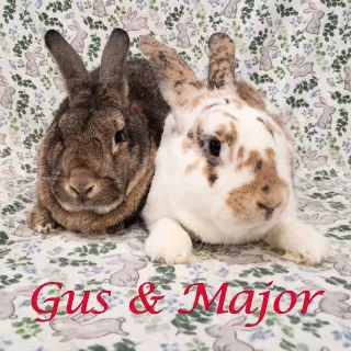 Gus-Gus (bonded to Major)