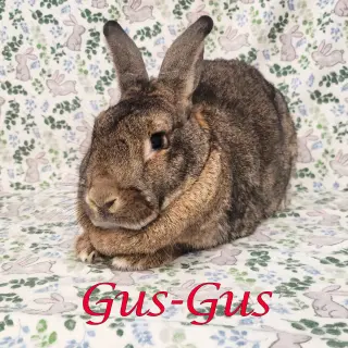 Gus-Gus (bonded to Major)