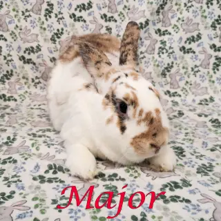 Major (bonded to Gus-Gus)
