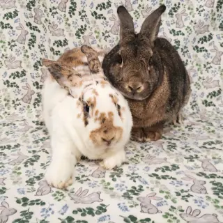 Major (bonded to Gus-Gus)