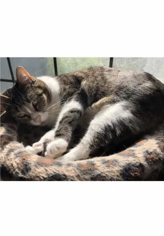 Mattie - Courtesy Post