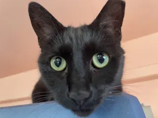 Katie