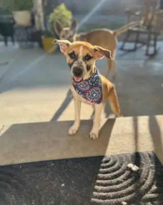 Bogart