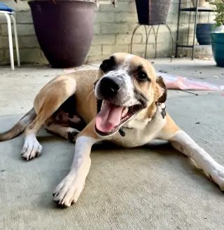 Bogart
