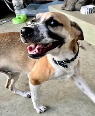 Bogart