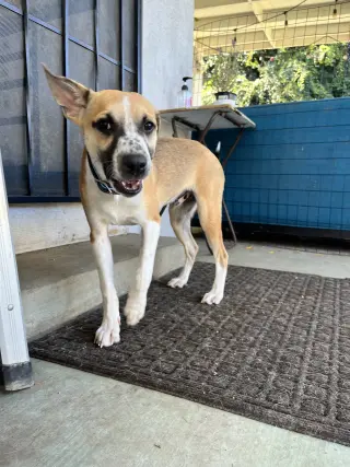 Bogart