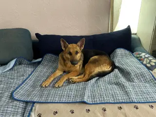 Molly