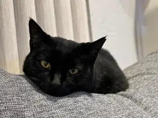 bj ( bagheera)