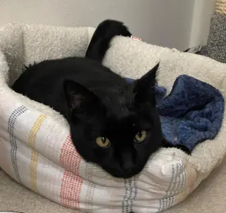 bj ( bagheera)