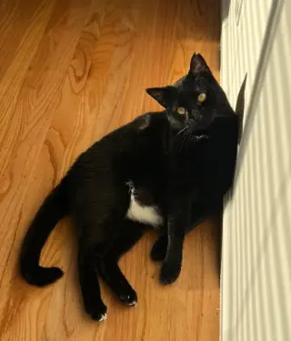 bj ( bagheera)
