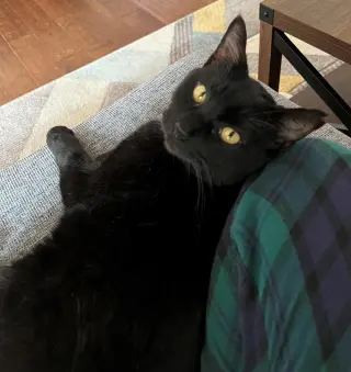 bj ( bagheera)