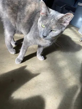 Opal