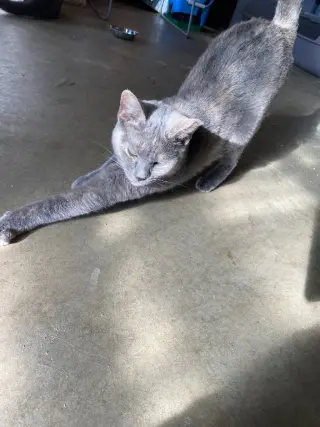 Opal