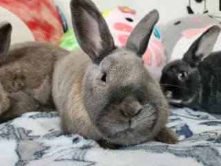 Dobbie (bonded to Edna)