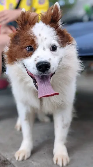 CHOW BOY