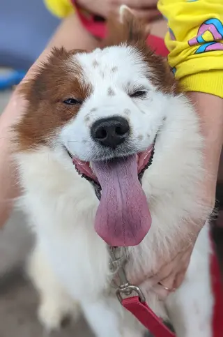CHOW BOY