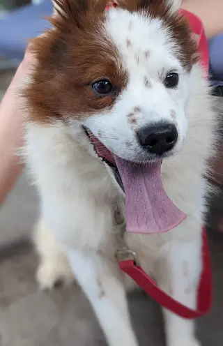 CHOW BOY