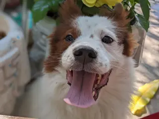 CHOW BOY