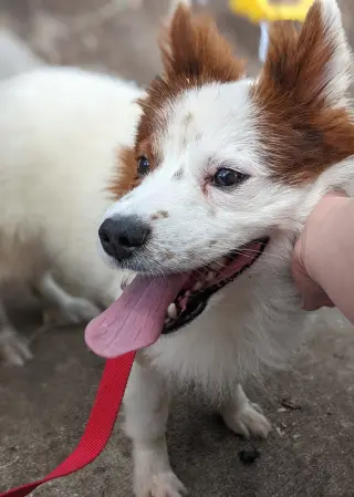 CHOW BOY