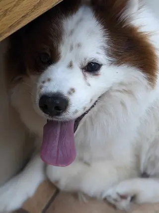 CHOW BOY