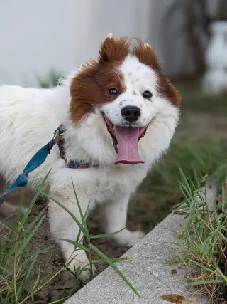 CHOW BOY