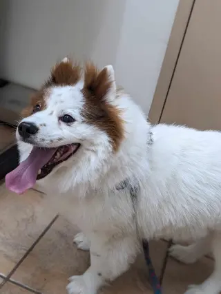 CHOW BOY