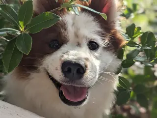 CHOW BOY