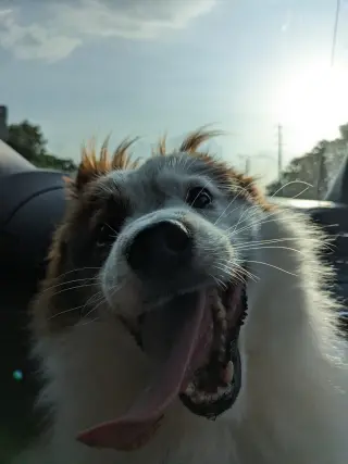 CHOW BOY