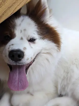 CHOW BOY
