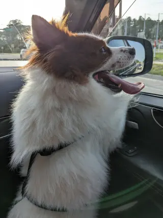 CHOW BOY