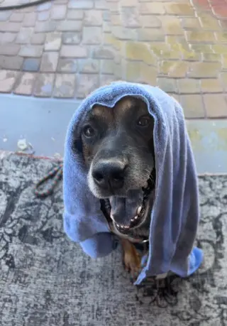 Rosco