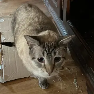 Snowball
