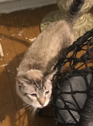Snowball