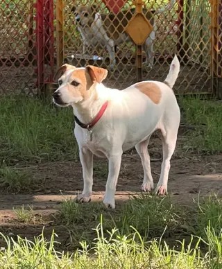 Rocket *