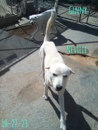 Neville of the Hogwarts family