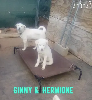 Ginny of the Hogwarts family