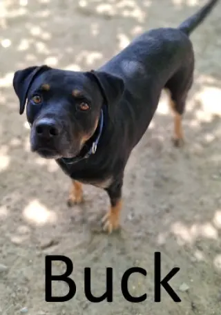 Buck