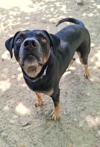 Buck