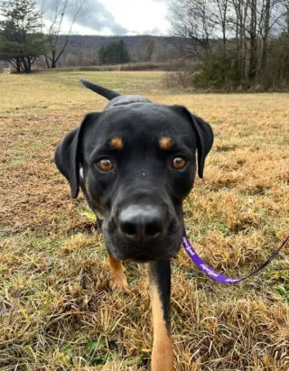 Buck